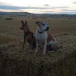 Beans & Nipper