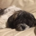 Pippin resting